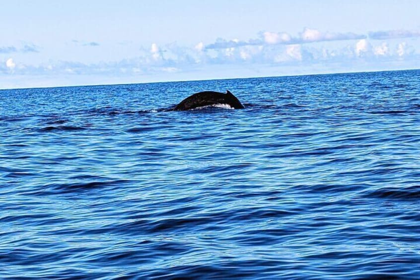 Winter in Maui brings the Humpback whales. Nothing like experiencing them this way.