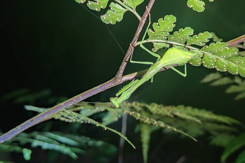 Monteverde Night Tour with Pickup and Drop-off Included