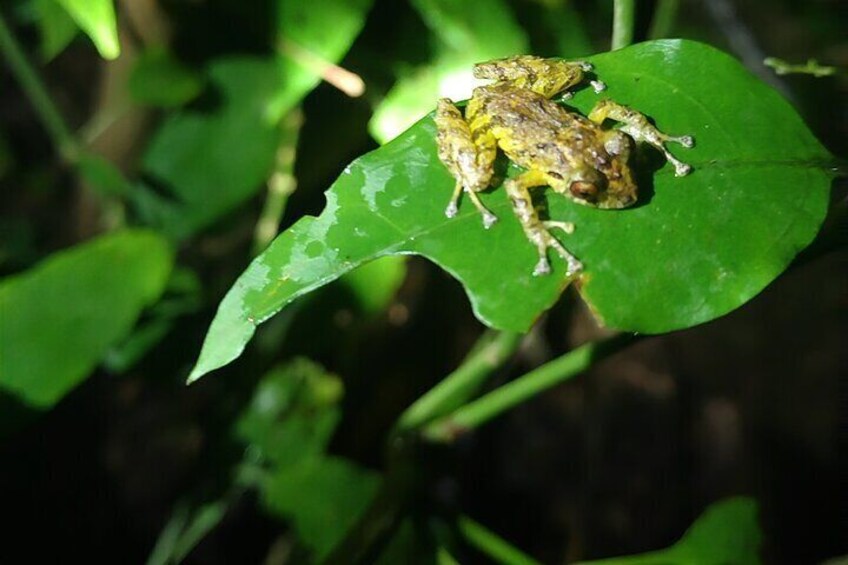 Monteverde Night Tour with Pickup and Drop-off Included