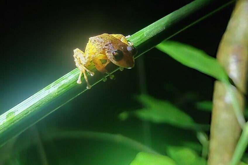 Monteverde Night Tour with Pickup and Drop-off Included