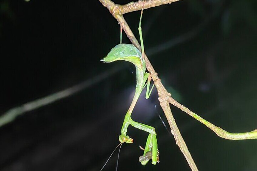 Monteverde Night Tour with Pickup and Drop-off Included