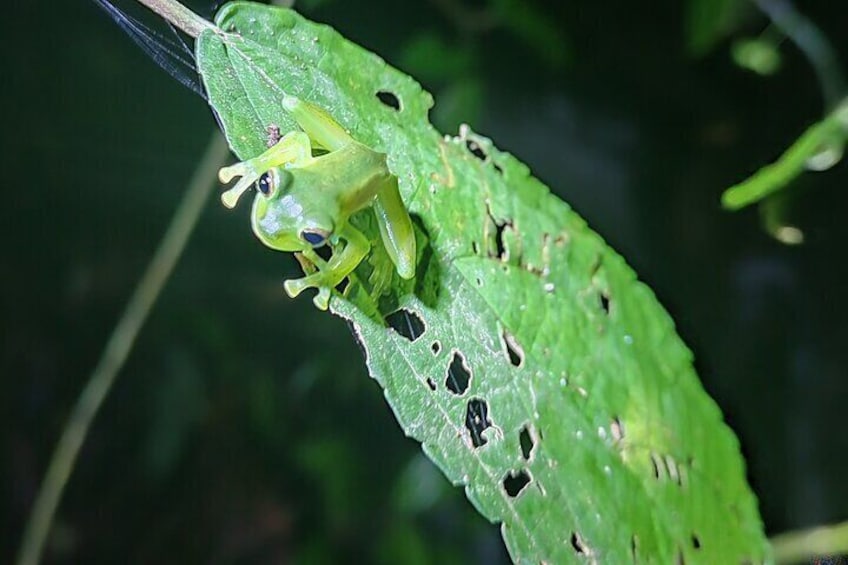 Monteverde Night Tour with Pickup and Drop-off Included