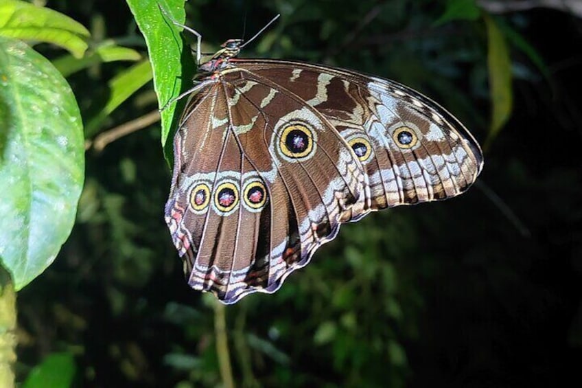 Monteverde Night Tour with Pickup and Drop-off Included