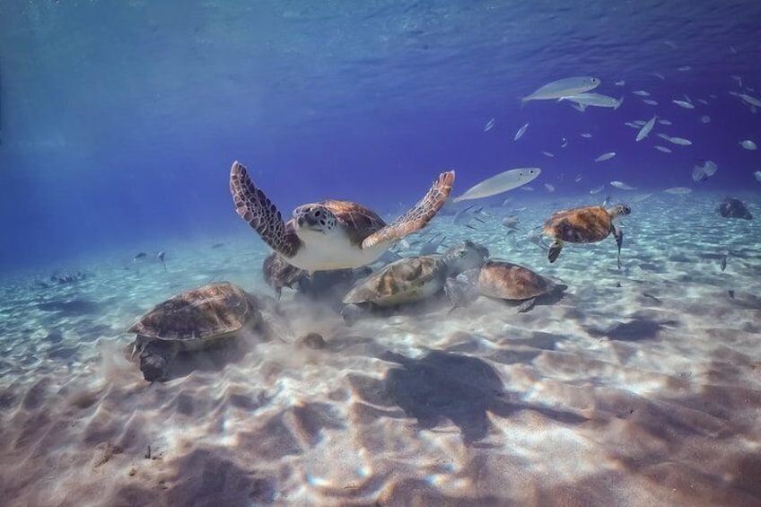 Snorkeling with Turtles