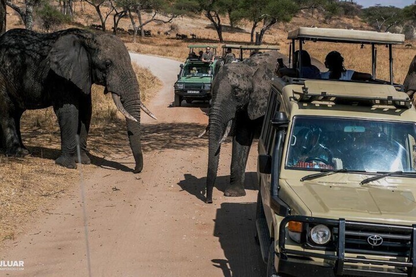 11 Days Best Kenya Budget Camping Safari on 4x4 Jeep