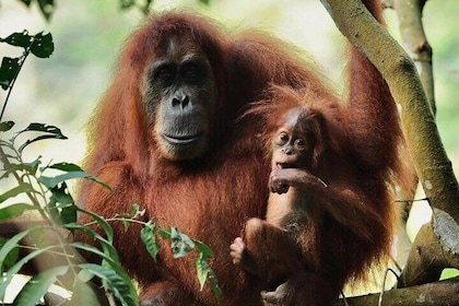 3 Days Orangutan Sumatra Jungle Trekking with Rafting