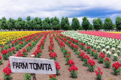 Hokkaido Furano Tomita Farm Tour with Eat Melon Option