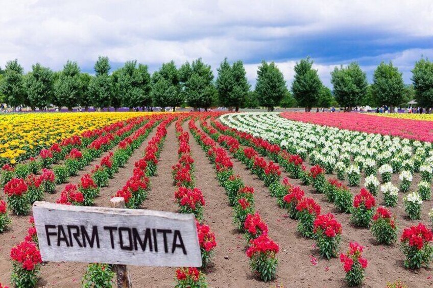 Hokkaido Furano Tomita Farm Tour With Eat Melon Option