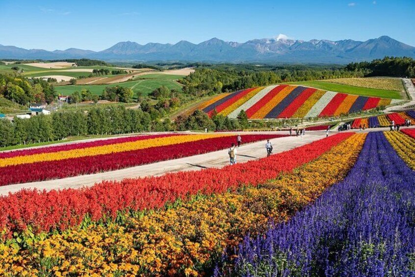 Hokkaido Furano Tomita Farm Tour With Eat Melon Option