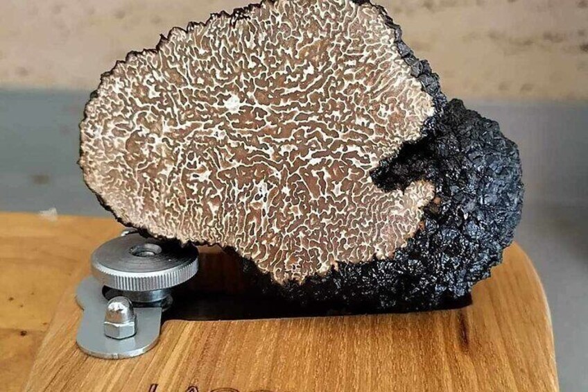 Truffle Hunting and Culinary Adventure