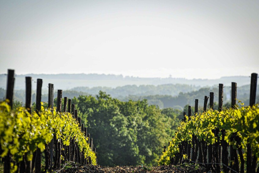 Jarnac-Champagne: Tour at Château Montifaud Cognac