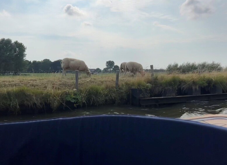 Picture 8 for Activity Rotterdam: green heart Midden-Delfland: Luxury Boat Tour