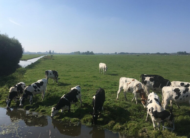 Picture 9 for Activity Rotterdam: green heart Midden-Delfland: Luxury Boat Tour