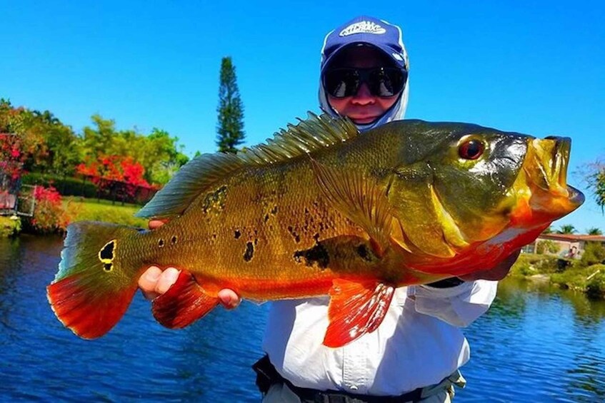 Peacock Bass Fishing Trips Near Miami Florida