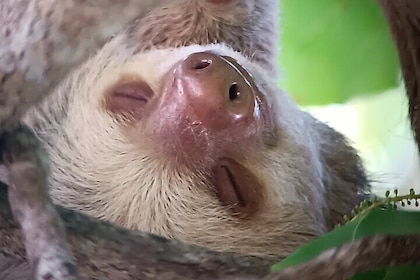 Walk and Sighting of Flora and Fauna in Manuel Antonio