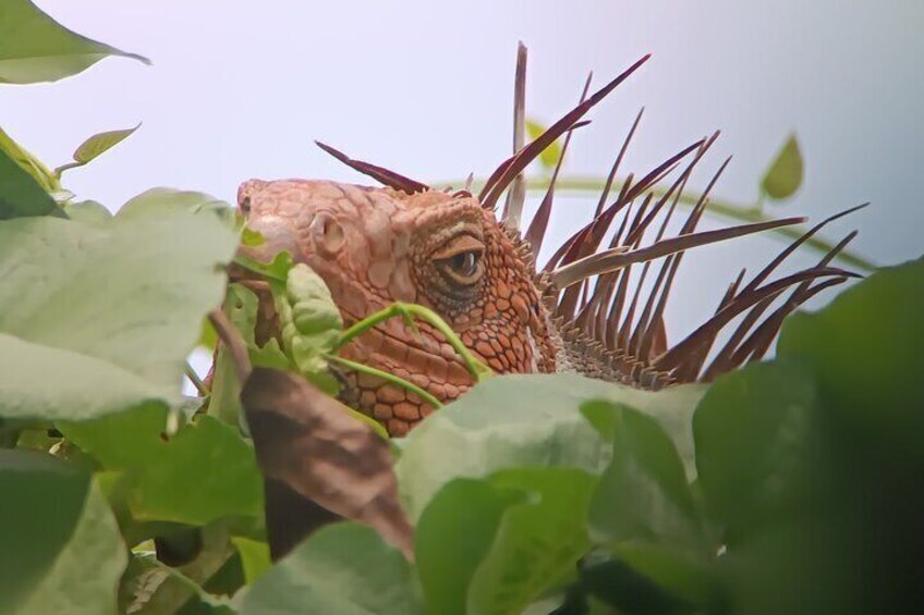 Walk and Sighting of Flora and Fauna in Manuel Antonio