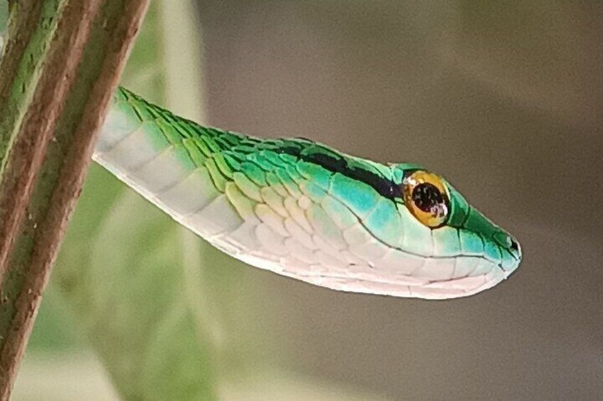 Walk and Sighting of Flora and Fauna in Manuel Antonio