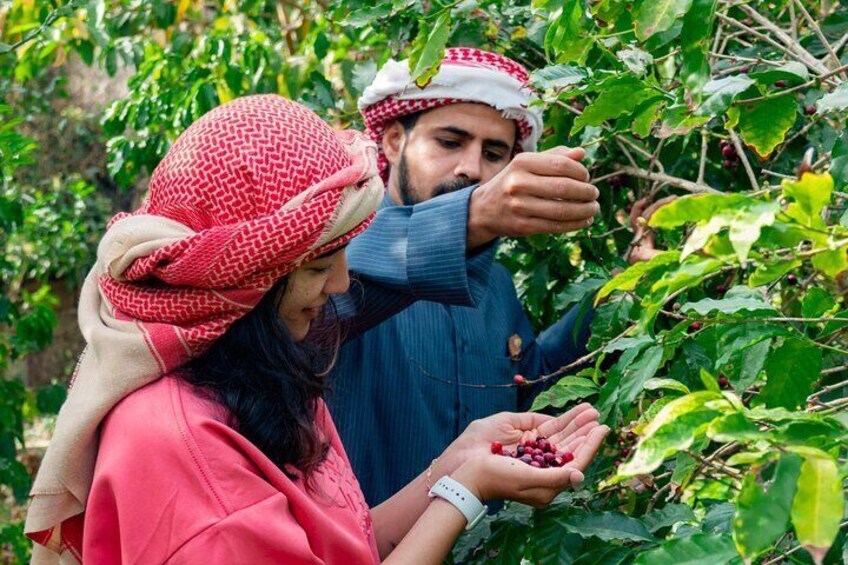 Coffee Farm