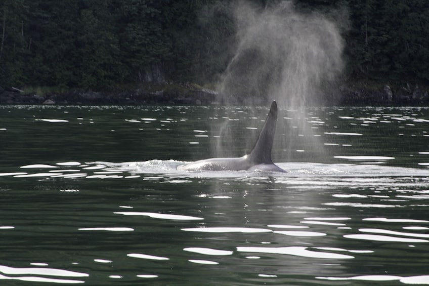 Exclusive Whale Watching Cruise & Tour with Glacier View