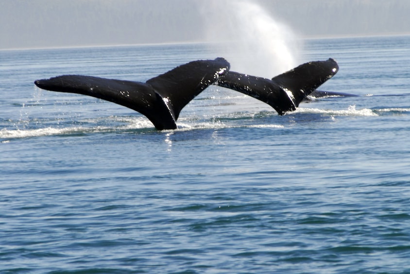 Exclusive Whale Watching Cruise & Tour with Glacier View