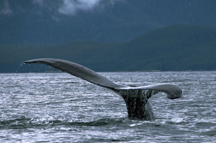 Exclusive Whale Watching Cruise & Tour with Glacier View