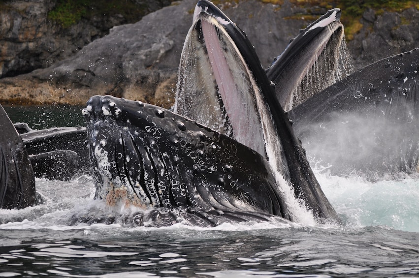 Exclusive Whale Watching Cruise & Tour with Glacier View