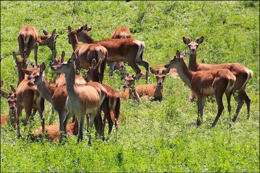 You may see deer farming along the way