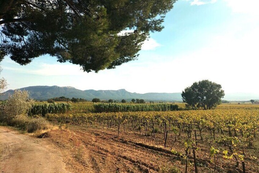 Well-being Day in Authentic Provence: Nature, Yoga, Picnic & Wine