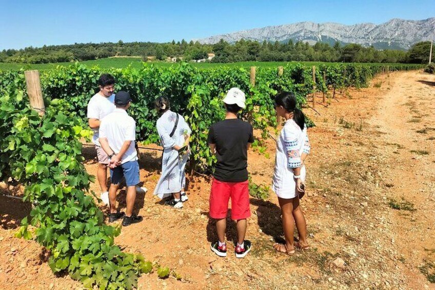 Private - Authentic Provence: winery, apéro pétanque & villages