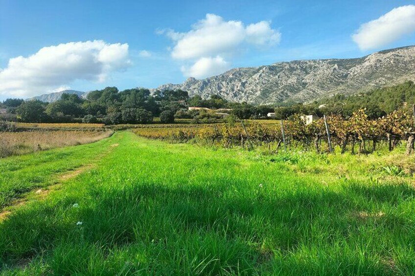Essence of Provence in one day : special customizable trip