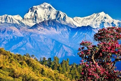 Majestic Views & Mountain Trails: Pokhara 5-Day Poon Hill Treks