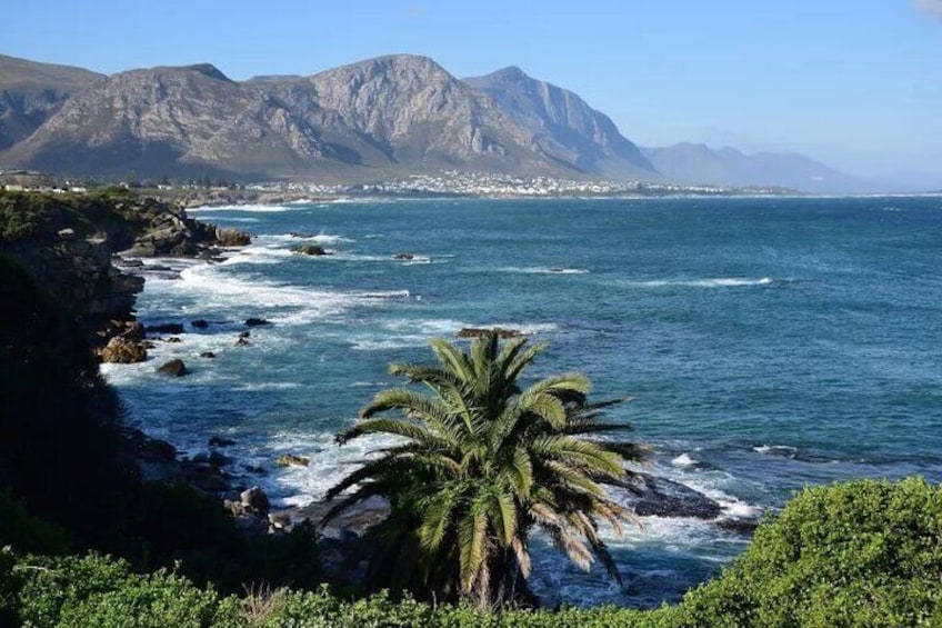 Whale Watching Hermanus