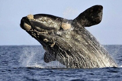 Whale Watching Hermanus - Boat base