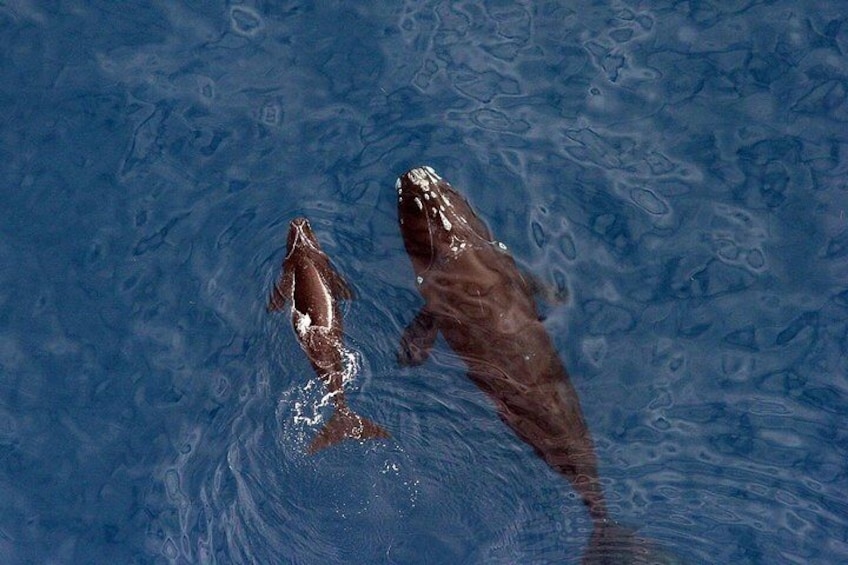 Whale Watching Hermanus