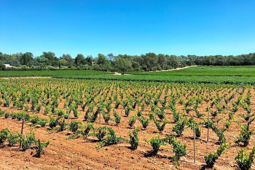 Day trip Aix-en Provence and Marseille and Countryside Wine Tour