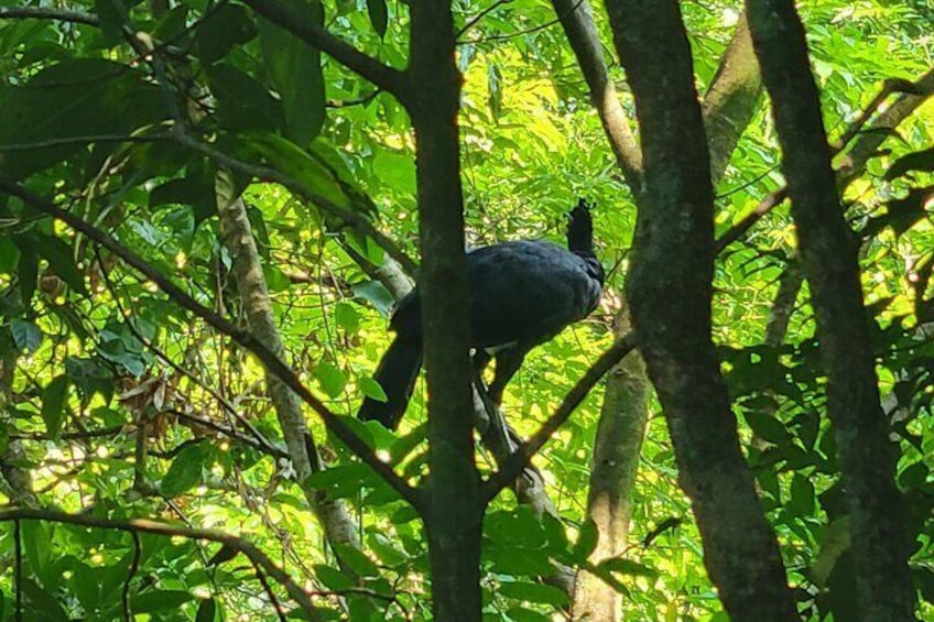 Volcano Hike, Oropendola Waterfall & Hot Springs Experience