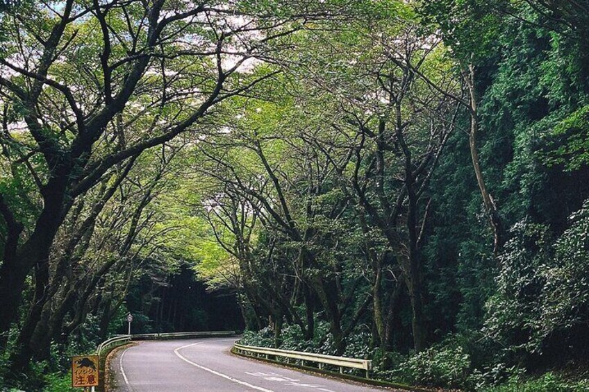 Full-Day Tour of Mt. Fuji and Hakone: Art, Nature, and Onsen