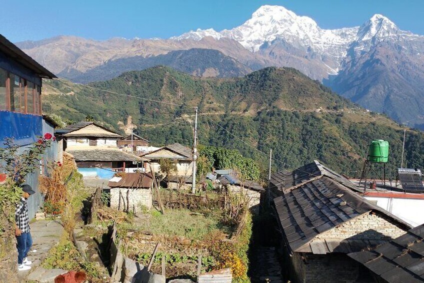 7-Day Trek to Annapurna Base Camp from Pokhara