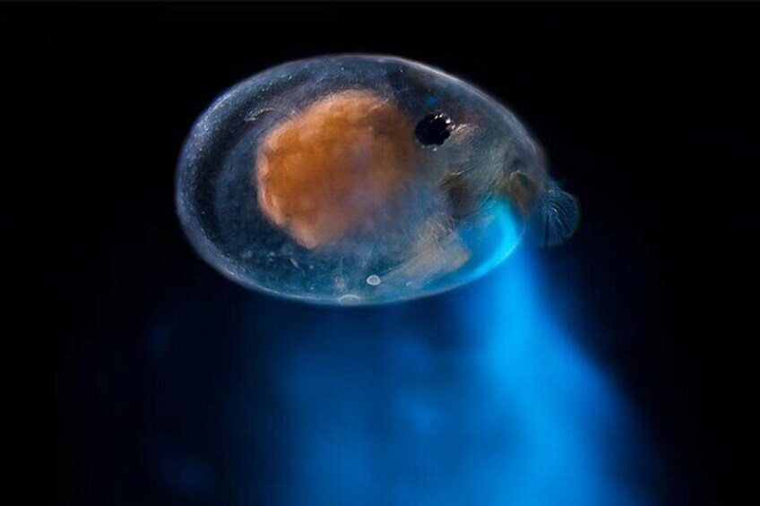 Bioluminescent And Fluorescent Night Snorkeling