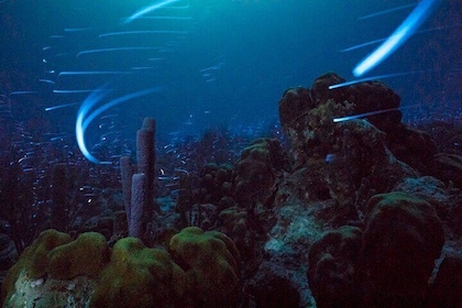 Bioluminescent Night Snorkelling