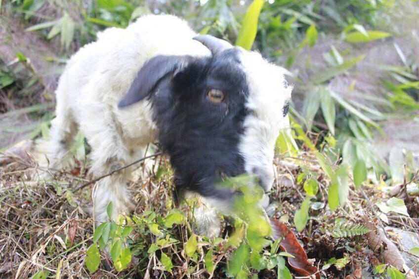 2 Days Very Short Poon Hill Trek from Pokhara