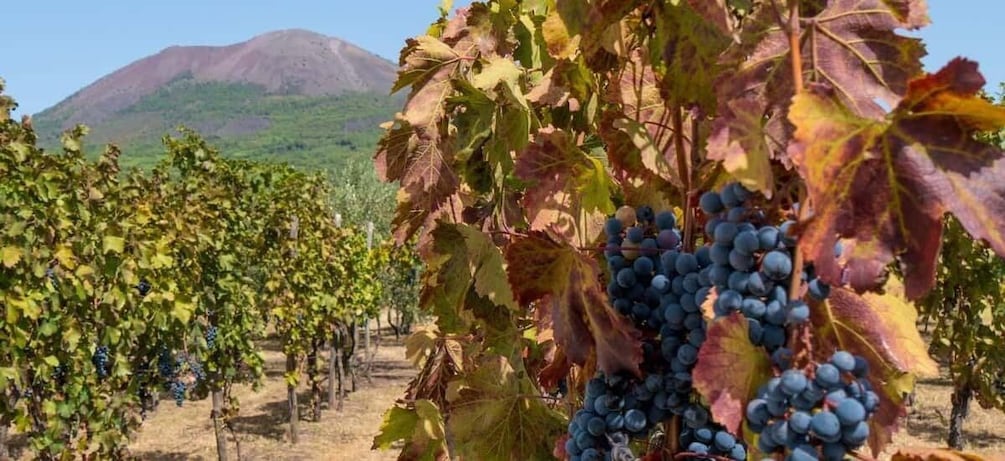 Vesuvius Valley and Pompeii with wine taste and lunch by Van