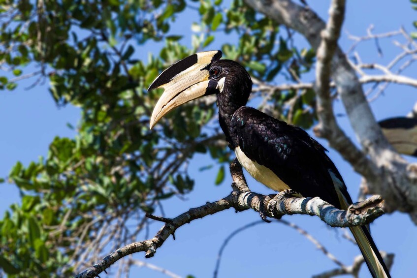 Picture 5 for Activity Hambantota: Yala National Park Wildlife Safari in a 4x4