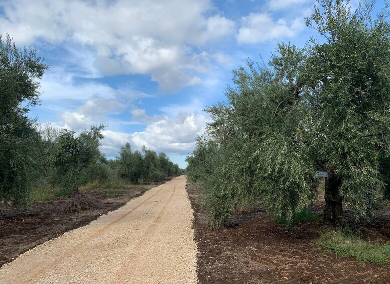 Picture 6 for Activity Olive oil tasting and olive grove walking tour