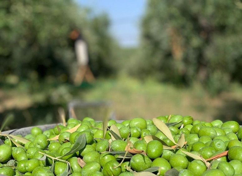 Picture 4 for Activity Olive oil tasting and olive grove walking tour