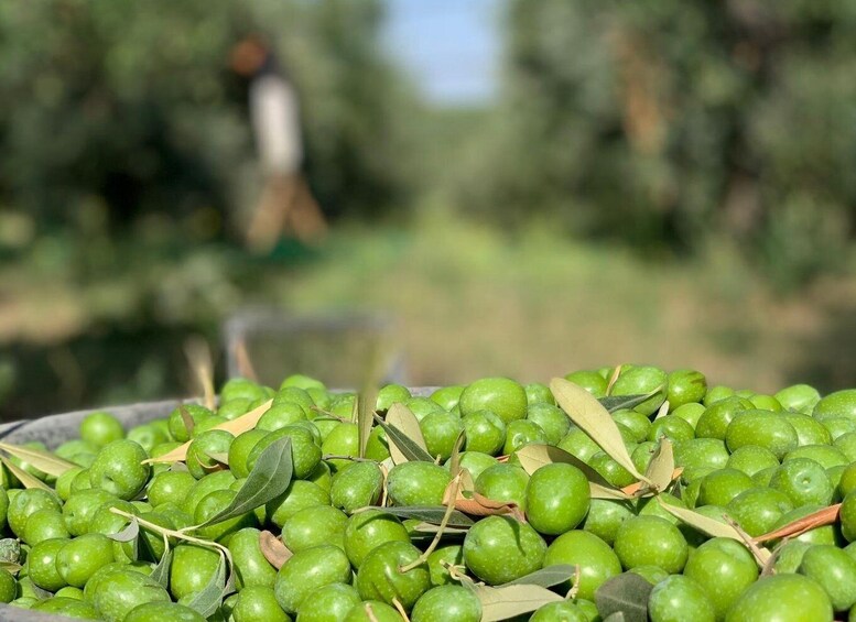 Picture 4 for Activity Olive oil tasting and olive grove walking tour