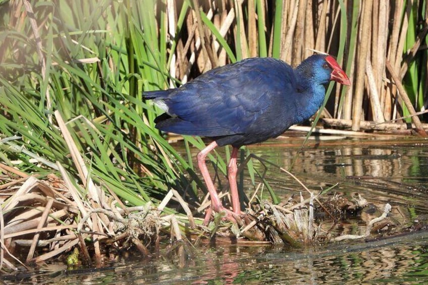 Nature reserve Schieveen Polder