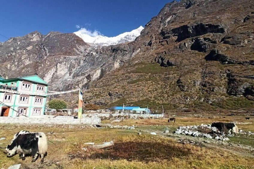 7-Day Langtang Valley Trek from Kathmandu