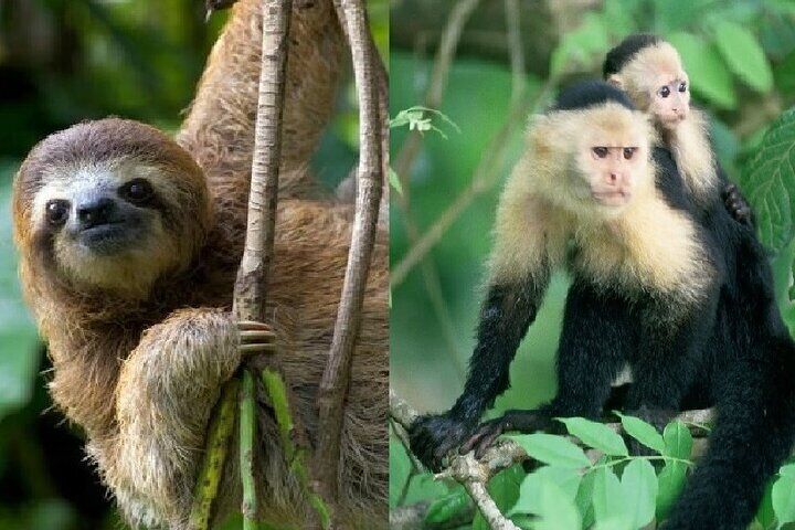 Wildlife boat tour at Gatun Lake Sloth Sanctuary Butterfly Garden