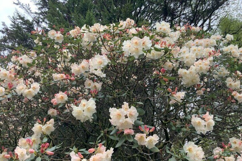 Stunning Rhododendron's